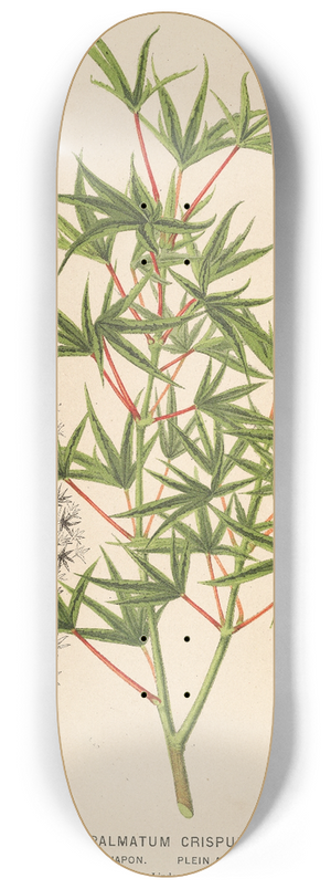 Charles Antoine Lemaire - Acer palmatum crispum 8.25 inch art skate deck