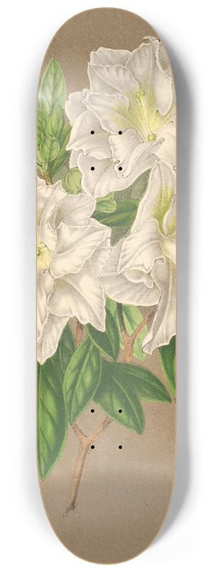 Charles Antoine Lemaire - Azalea Bernhard Andrea alba 8.25 inch art skate deck