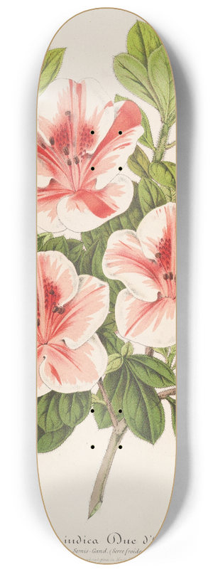 Charles Antoine Lemaire - Azalea (indica) Duc dAremberg 8.25 inch art skate deck
