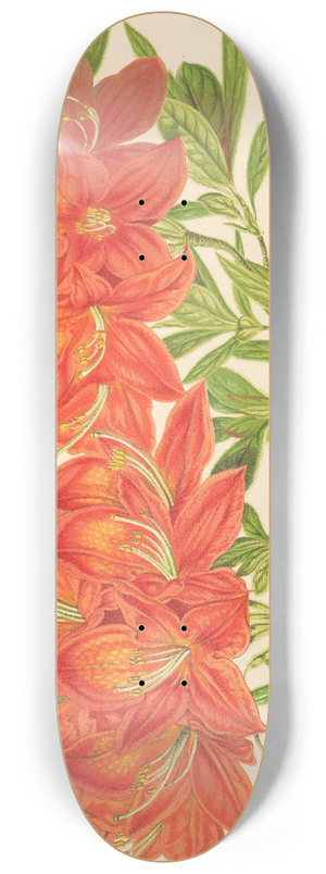 Charles Antoine Lemaire - Azalea mollis 8.25 inch art skate deck