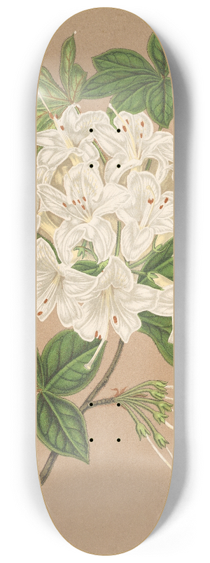 Charles Antoine Lemaire - Azalea sinensis var Albiflora 8.25 inch art skate deck