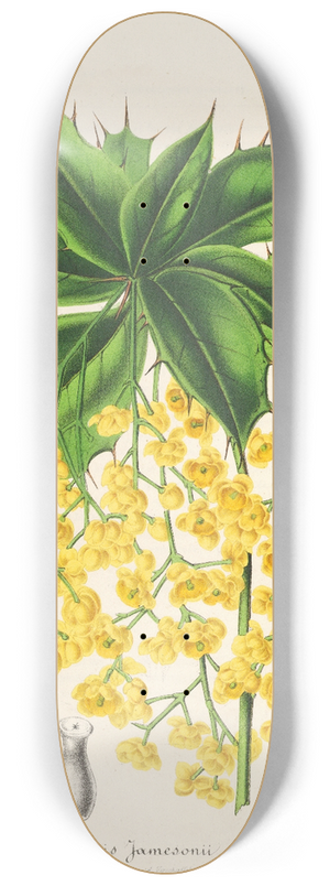 Charles Antoine Lemaire - Berberis Jamesonii 8.25 inch art skate deck