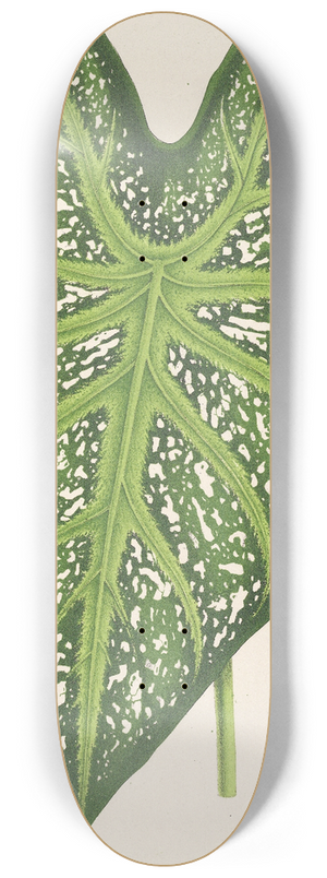 Charles Antoine Lemaire - Caladium mirabile 8.25 inch art skate deck