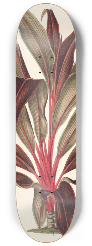 Charles Antoine Lemaire - Calodracon terminalis, var Moorei 8.25 inch art skate deck