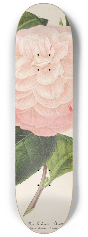 Charles Antoine Lemaire - Camellia Archiduc tienne 8.25 inch art skate deck