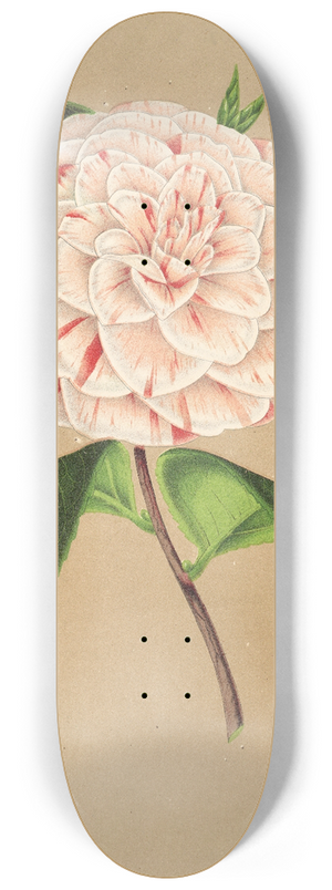Charles Antoine Lemaire - Camellia Principessa Clotilde 8.25 inch art skate deck