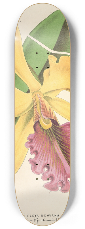 Charles Antoine Lemaire - Cattleya Dowiana 8.25 inch art skate deck