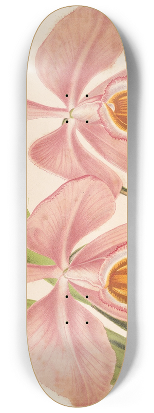 Charles Antoine Lemaire - Cattleya Eldorado splendens 8.25 inch art skate deck
