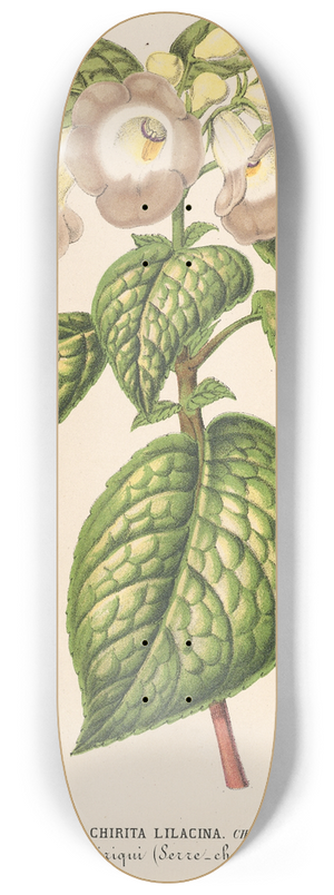Charles Antoine Lemaire - Chirita lilacina 8.25 inch art skate deck