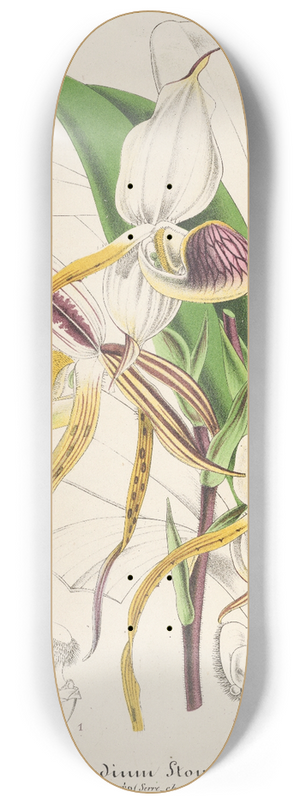 Charles Antoine Lemaire - Cypripedium Stonei 8.25 inch art skate deck