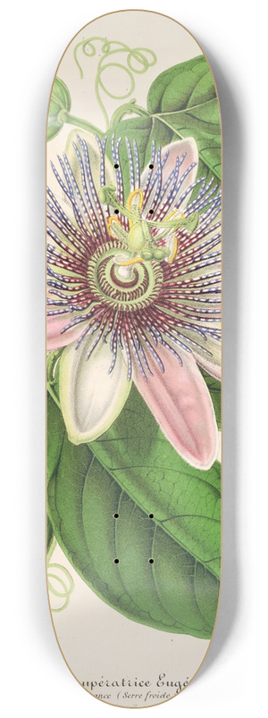 Charles Antoine Lemaire - Passiflora Imperatrice Eugenie (hybride) 8.25 inch art skate deck