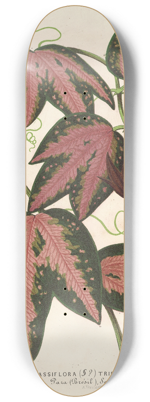 Charles Antoine Lemaire - Passiflora trifasciata 8.25 inch art skate deck