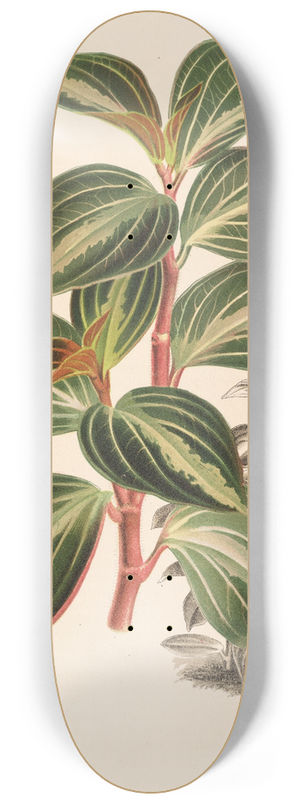 Charles Antoine Lemaire - Peperomia velutina 8.25 inch art skate deck