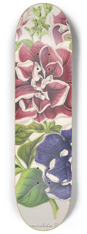 Charles Antoine Lemaire - Ptunia inimitabilis (hybride), flore pleno 8.25 inch art skate deck