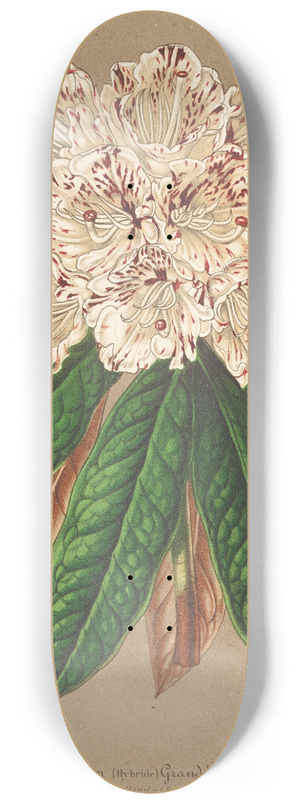 Charles Antoine Lemaire - Rhododendrum Grand Duc de Bade 8.25 inch art skate deck