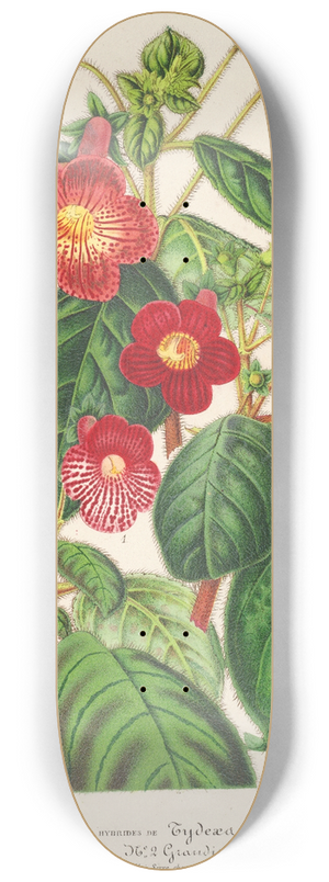 Charles Antoine Lemaire - Tydaea 8.25 inch art skate deck