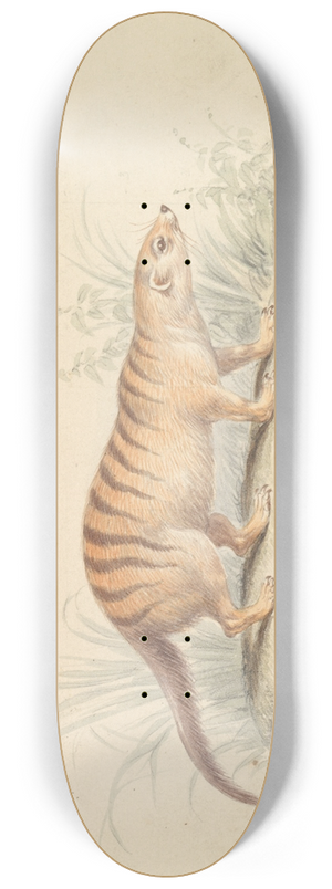 Charles Hamilton Smith - Banded Mongoose 8.25 inch art skate deck