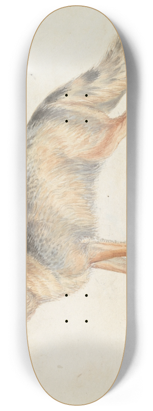 Charles Hamilton Smith - Crab-eating Fox 8.25 inch art skate deck