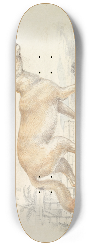 Charles Hamilton Smith - Pale Dog Fox 8.25 inch art skate deck