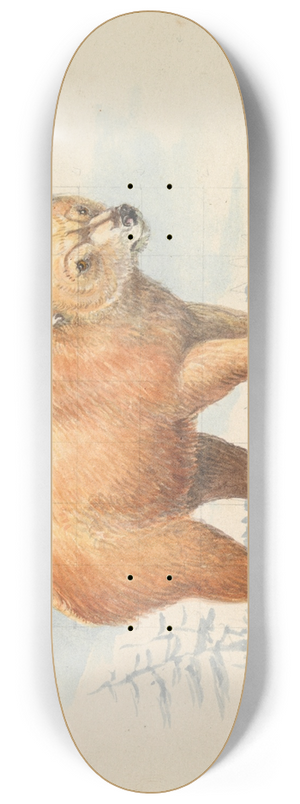 Charles Hamilton Smith - The Brown Bear 8.25 inch art skate deck