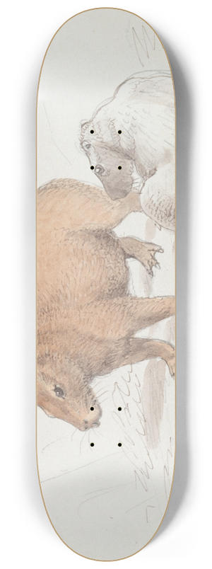 Charles Hamilton Smith - The Capybara 8.25 inch art skate deck