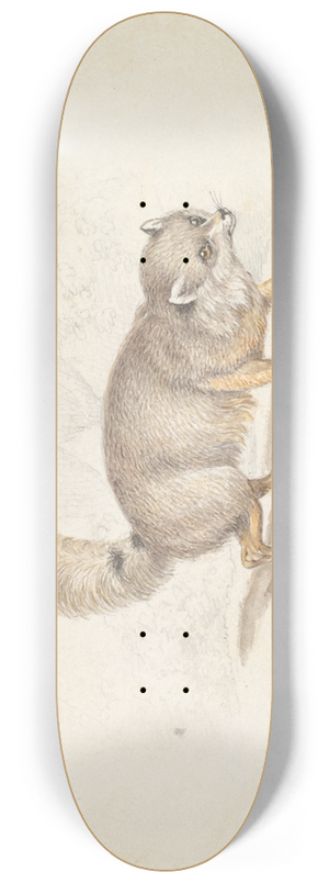 Charles Hamilton Smith - Turkish Dog-Fox 8.25 inch art skate deck