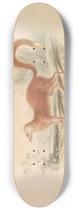 Charles Hamilton Smith - Yellow Mongoose. 8.25 inch art skate deck