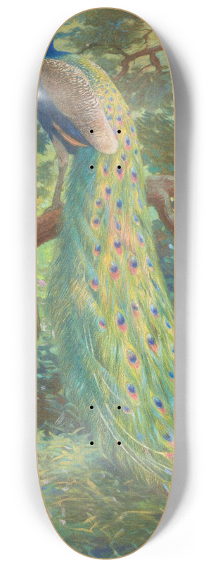 Charles Robert Knight - Indian Peafowl 8.25 inch art skate deck