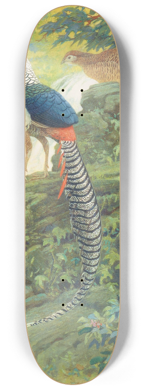 Charles Robert Knight - Lady Amherst Pheasant 8.25 inch art skate deck