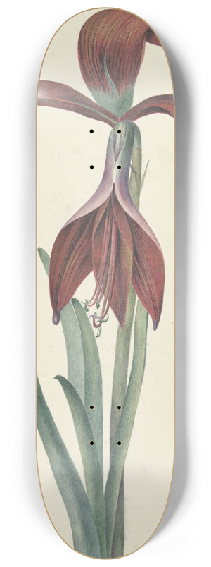 C.J. Kruimel - Amaryllis Formosissima 8.25 inch art skate deck