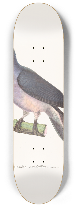 Coenraad Jacob Temminck - Colombe Cendrillon. 8.25 inch art skate deck