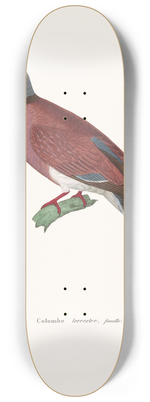 Coenraad Jacob Temminck - Colombe Terrestre Female 8.25 inch art skate deck