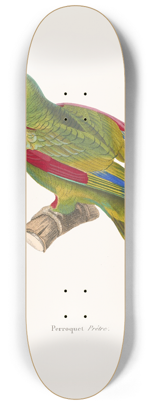 Coenraad Jacob Temminck - Perroquet Prtre. 8.25 inch art skate deck