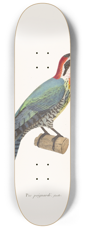 Coenraad Jacob Temminck - Pic Poignard. 8.25 inch art skate deck