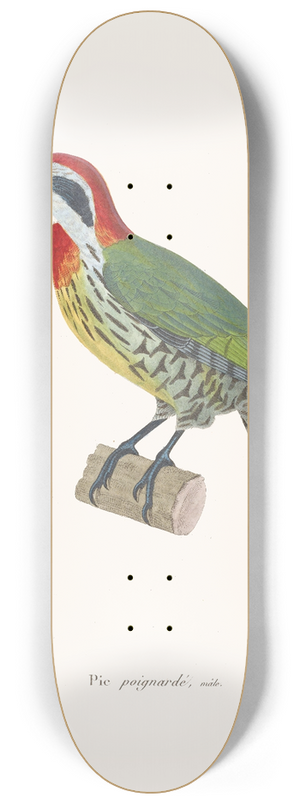 Coenraad Jacob Temminck - Pic Poignard 8.25 inch art skate deck