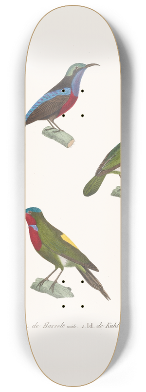 Coenraad Jacob Temminck - Souimanga De Hasselt. 8.25 inch art skate deck