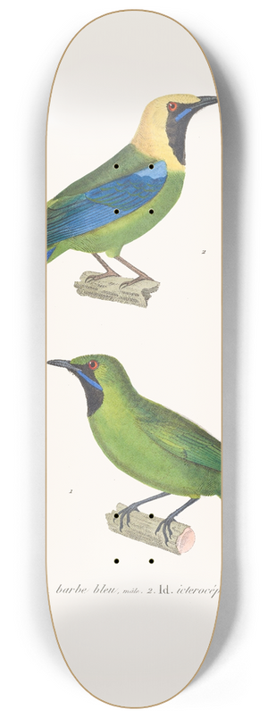 Coenraad Jacob Temminck - Verdin Barbe-Bleue 8.25 inch art skate deck