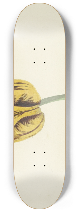 Cornelis van Noorde - Tulp genaamd Bizard Leodie 8.25 inch art skate deck