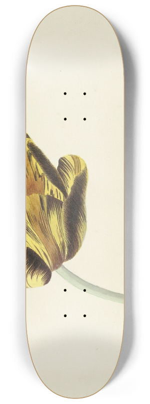 Cornelis van Noorde - Tulp genaamd Bizard Phoenix 8.25 inch art skate deck