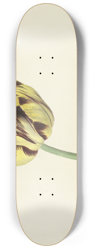 Cornelis van Noorde - Tulp genaamd Bizard Pontifex Romanus 8.25 inch art skate deck