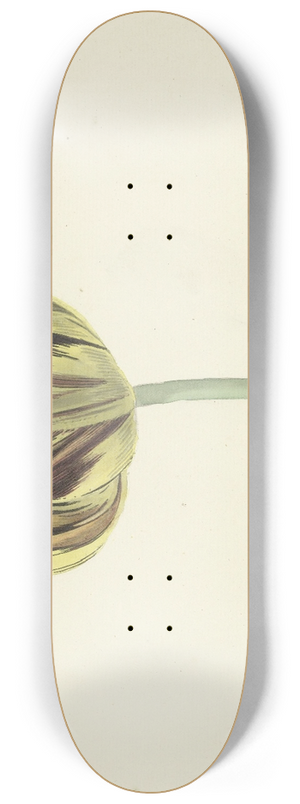 Cornelis van Noorde - Tulp genaamd Bizard Rosette 8.25 inch art skate deck