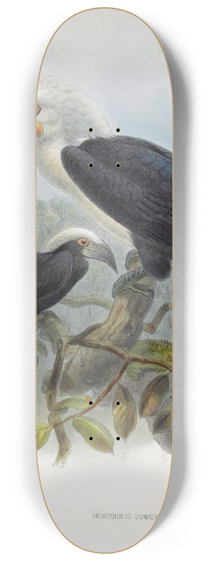 Daniel Giraud Elliot - Anorrhinus comatus 8.25 inch art skate deck