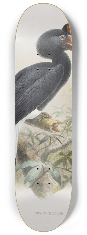 Daniel Giraud Elliot - Buceros sylvestris 8.25 inch art skate deck