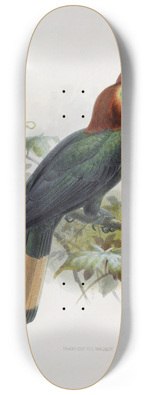 Daniel Giraud Elliot - Cranorrhinus waldeni 8.25 inch art skate deck