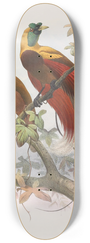 Daniel Giraud Elliot - Paradisea sanguinea 8.25 inch art skate deck