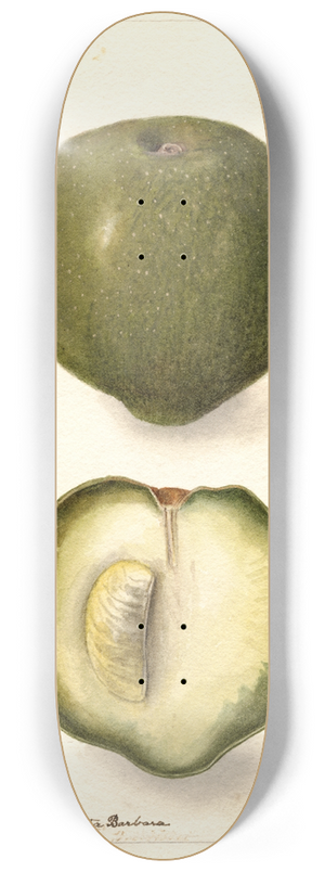 Deborah Griscom Passmore - Casimiroa edulis 8.25 inch art skate deck