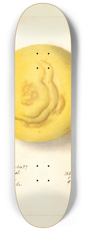Deborah Griscom Passmore - Citrus paradisi 8.25 inch art skate deck