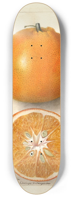 Deborah Griscom Passmore - Citrus sinensis: Thornton No 8.25 inch art skate deck