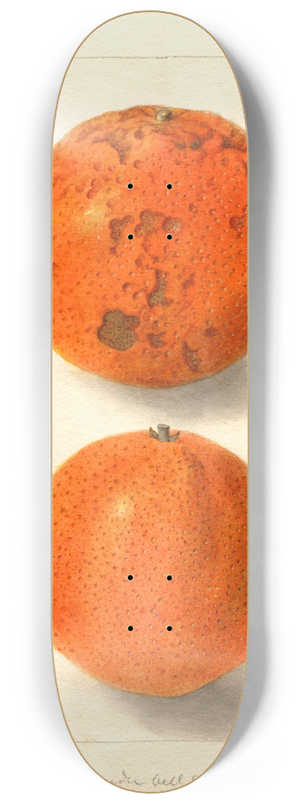 Deborah Griscom Passmore - Citrus sinensis: Washington Navel 8.25 inch art skate deck