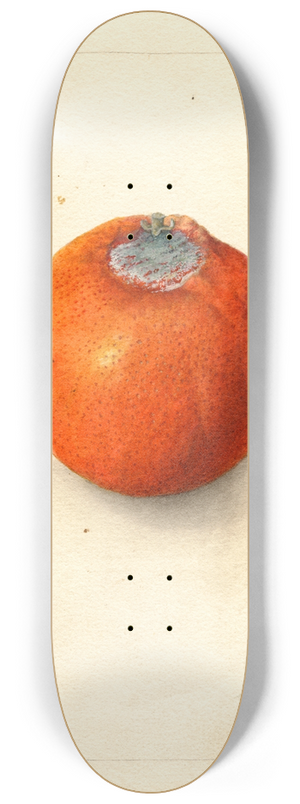Deborah Griscom Passmore - Citrus sinensis: Washington Navel 8.25 inch art skate deck
